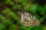 Blue Tiger Butterfly Stock Photo