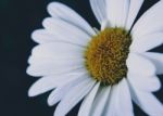 Close Up White Flower Stock Photo