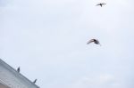 Pigeon Flies In The Blue Sky In A Sunny Day Stock Photo