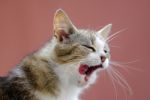 Yawning Cat Stock Photo