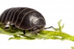 Woodlice Bug Stock Photo