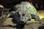 Philippine Crocodile (crocodylus Mindorensis) Stock Photo