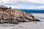 King Cormorant Colony Sits On An Island In The Beagle Channel. S Stock Photo