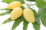 Three Yellow Mango On Leaf Focus At Center Fruit Stock Photo