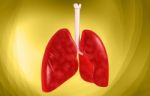 Human Lungs Stock Photo