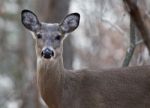 Beautiful Portrait Of A Wild Deer Stock Photo