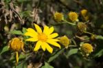 Mexican Sunflowers Stock Photo