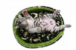 Baby White Tiger Laying In A Mattress Isolated Stock Photo