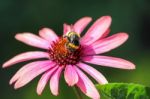 Bee On An Echinacea Stock Photo