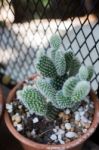 Vertical Garden Cactus Plant Pot In Summer Stock Photo