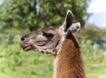 Postcard With A Llama Looking Aside In A Field Stock Photo