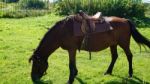 Horse In The Country Side Of Russia Stock Photo