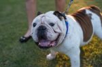 White English Bulldog Close Up Stock Photo