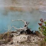 Dead Tree Stump At The Grand Prismatic Spring Stock Photo