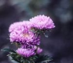 Dahlia With Dark Background Stock Photo