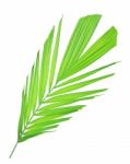 Palm Leaf Isolated On White Background Stock Photo