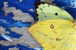 Butterfly Wing On Grunge Colorful Wooden Panel Stock Photo