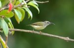 Female Black Throated Sunbird Stock Photo