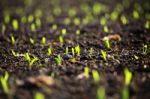 Green Corn Sprout In Evening Light Stock Photo