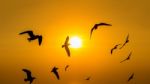 Sunset With Silhoutte Of Birds Flying Stock Photo