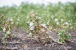 Cotton Field In Oakey Stock Photo