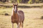 Horse In The Countryside Stock Photo