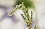 Icicle On A Branch Stock Photo