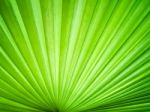 Abstract Image Of Leaves Stock Photo