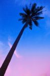 Palm Trees Silhouettes On The Colorful Sky Background Stock Photo