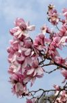 Pink Magnolia Flowering Stock Photo