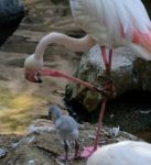 Fuengirola, Andalucia/spain - July 4 : Greater Flamingos (phoeni Stock Photo