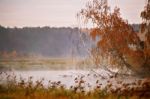 Autumn Misty Morning On The River. Yellow Birch Trees Stock Photo