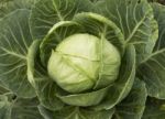 Cabbage In Garden Stock Photo