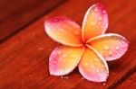 Drop Of Water On Plumeria Stock Photo