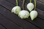 Close Up White Lotus Flower With Space On The Dark Wood Floor Stock Photo