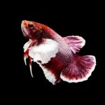 Betta Fish On Black Stock Photo