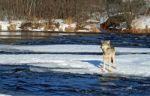 Lone Gray Wolf Stock Photo