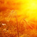 Golden Wheat Field Stock Photo