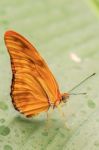 Beautiful Butterfly On The Leaf Stock Photo