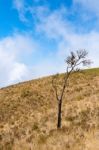 Lonely Tree On The Mountain At Kew Mae Pan Nature Trail, Doi Inthanon National Park, Chiangmai, Thailand Stock Photo