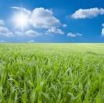 Green Grass Field Stock Photo