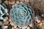 Succulent Plant Stock Photo