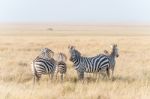 Zebras In Serengeti National Park Stock Photo