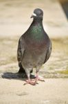 Pigeon Walking Stock Photo