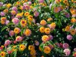 Lantana Camara Shrub In Marbella Spain Stock Photo