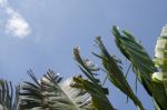 
Banana Leaf Rocking Motion Waving Fanned By Strong Winds Under Stock Photo