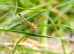 Yellow And Black Pattern Dragon Fly On Grass Stock Photo