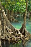 Mangrove Forests Stock Photo