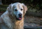 Man's Best Friend! Stock Photo