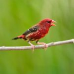 Male Red Avadavat Stock Photo